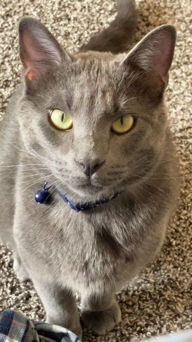 Lost Cat in Ottumwa — listing photo