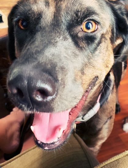 Lost Dog in Omega — listing photo