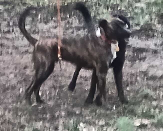 Lost Dog in Putman St — listing photo