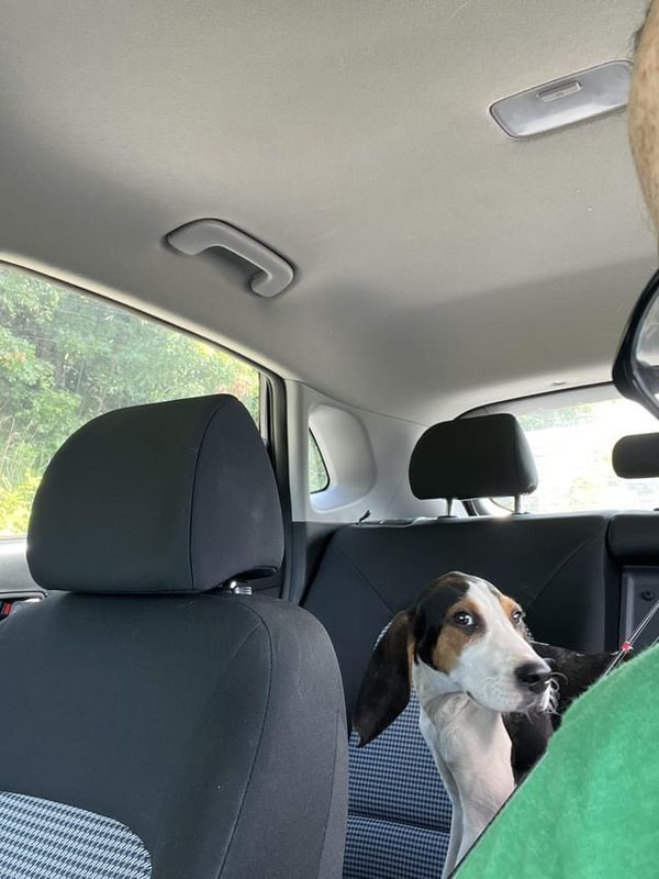 Found Dog in Asheville, North Carolina — Puppy Needing Rehome, Found running down the middle of Old Mars Hill Hwy