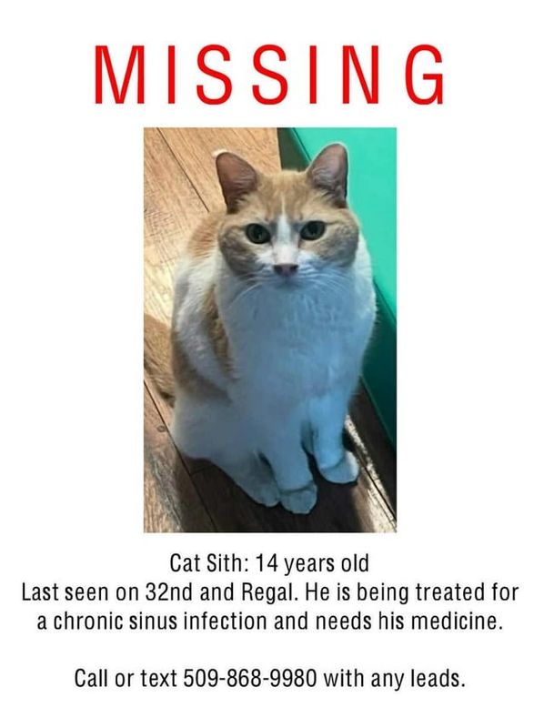 Lost Cat in Spokane, Washington — Has anyone seen this cat who went missing Saturday 8/16?