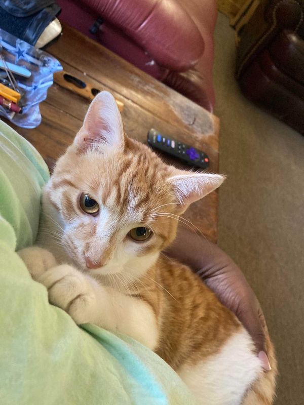 Lost Cat in Waskom — listing photo