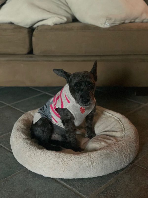Lost Dog in Tucson, Arizona — listing photo
