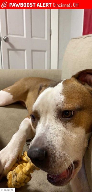 Lost Dog in Cincinnati, Ohio — listing photo