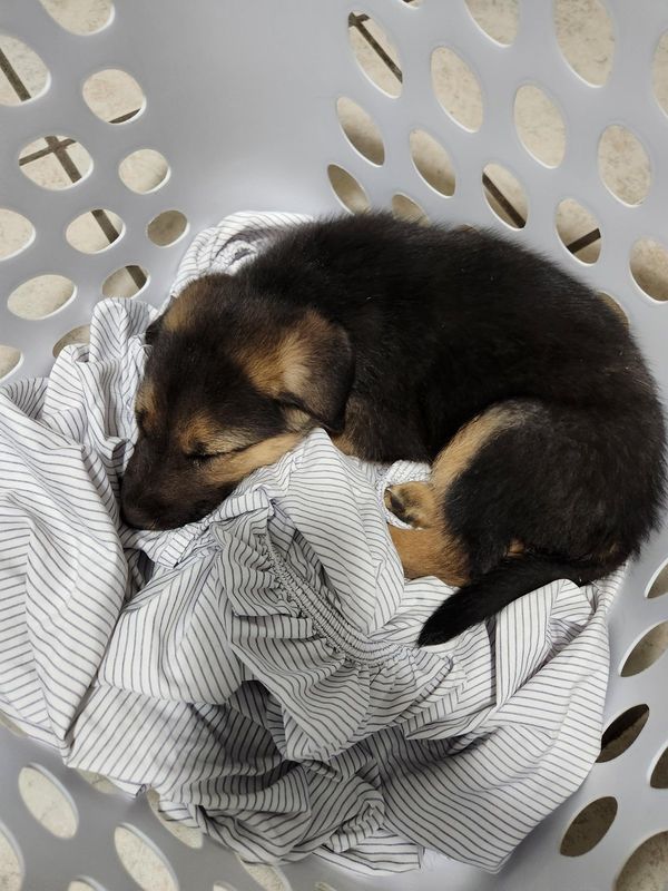 Found Dog in El Paso, Texas — listing photo