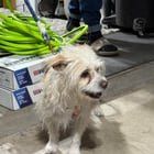 Found Dog in Albuquerque, New Mexico — listing photo