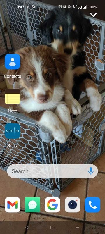 Lost Dog in Doña Ana — listing photo