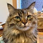 Lost Cat in Portland, Oregon — listing photo