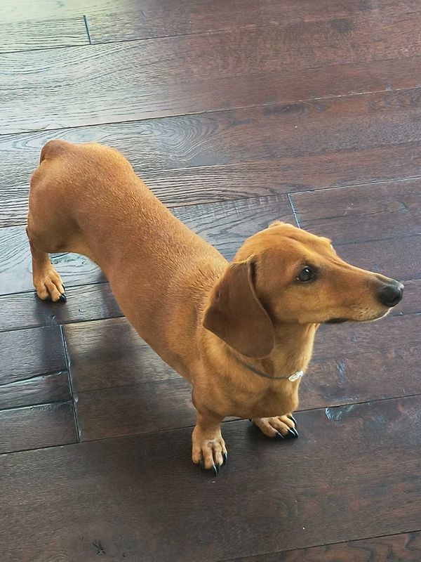 Lost Dog in South Pasadena — listing photo