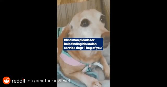 Lost Dog in Chicago, Illinois — Two people stole a 14 year old service dog from a blind diabetic man. The owner walked 7 miles a…