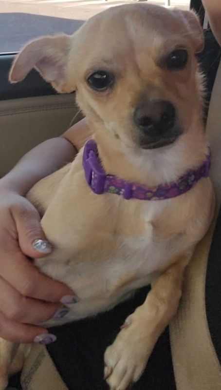 Lost Dog in Phoenix, Arizona — listing photo