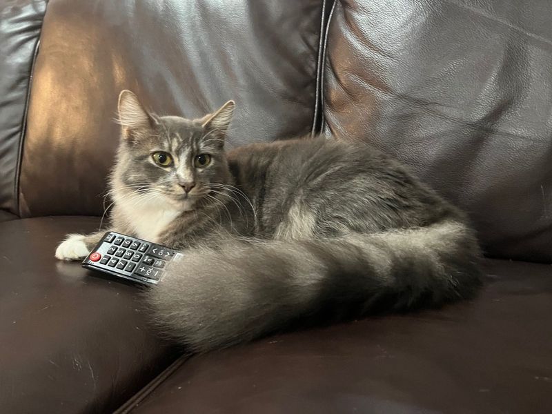 Lost Cat in Oregon City — listing photo
