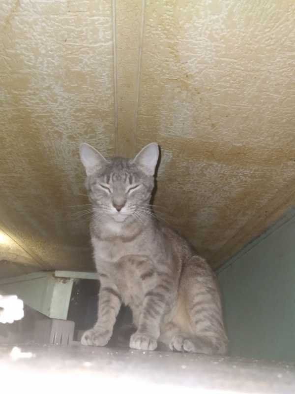 Lost Cat in Gibsonton — listing photo