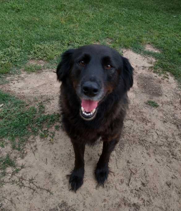 Lost Dog in Houston, Texas — listing photo