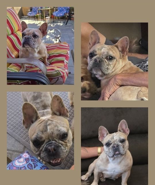 Lost Dog in Bakersfield, California — listing photo