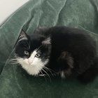 Lost Cat in Sacramento, California — listing photo