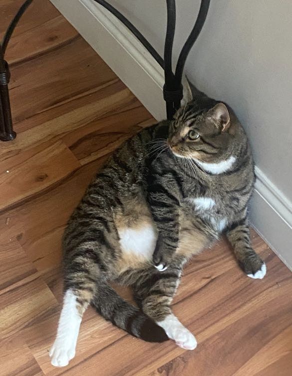 Lost Cat in Chapel Hill, North Carolina — listing photo