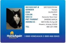 Lost Cat in Phoenix, Arizona — listing photo
