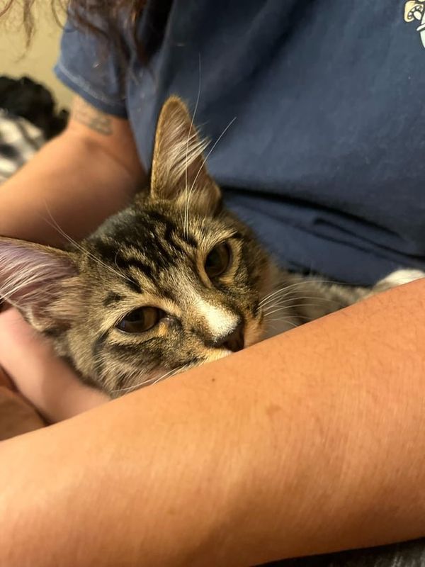 Found Cat in Long Beach, California — listing photo