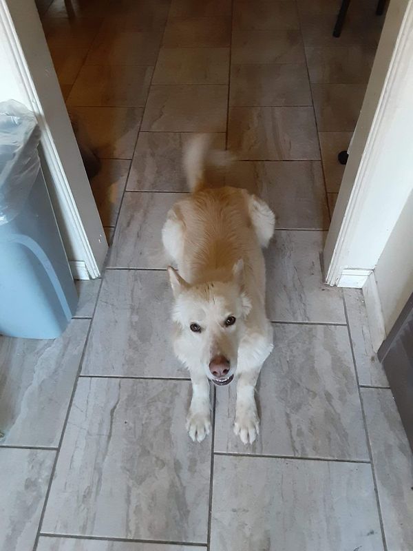 Lost Dog in El Paso, Texas — listing photo