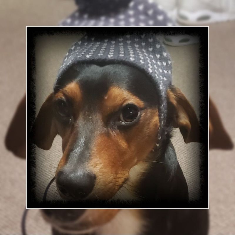 Lost Dog in Bossier City, Louisiana — listing photo