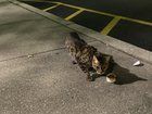 Lost Cat in Philadelphia, Pennsylvania — listing photo
