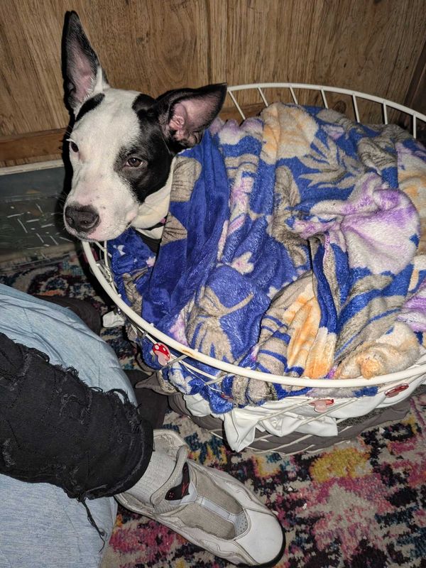 Lost Dog in Los Angeles, California — listing photo