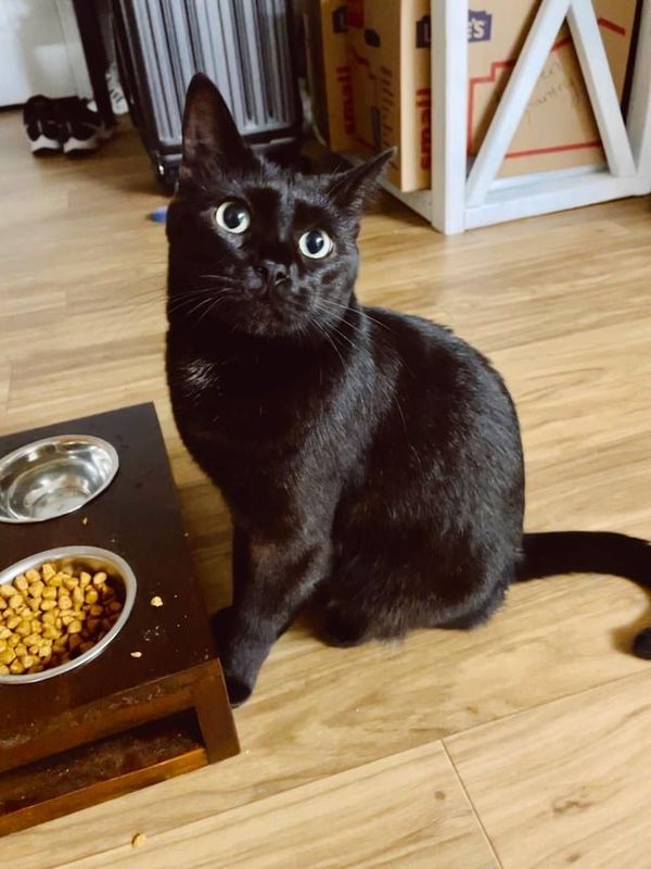 Lost Cat in Atlanta, Georgia — listing photo