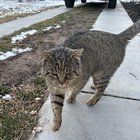 Found Cat in Denver, Colorado — listing photo