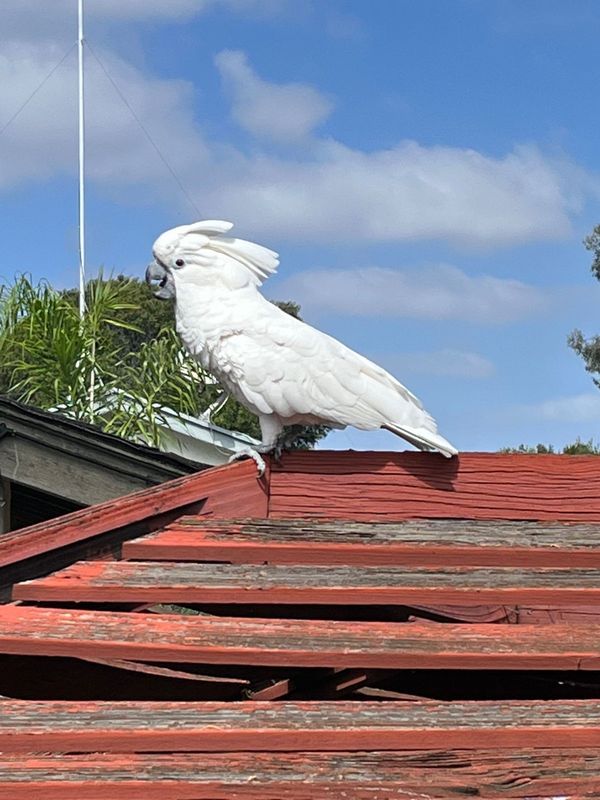Lost Pet in San Diego, California — listing photo