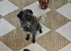 Lost Dog in Sacramento, California — listing photo