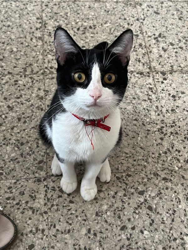 Lost Cat in Colorado Springs, Colorado — listing photo