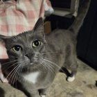 Found Cat in San Antonio, Texas — listing photo