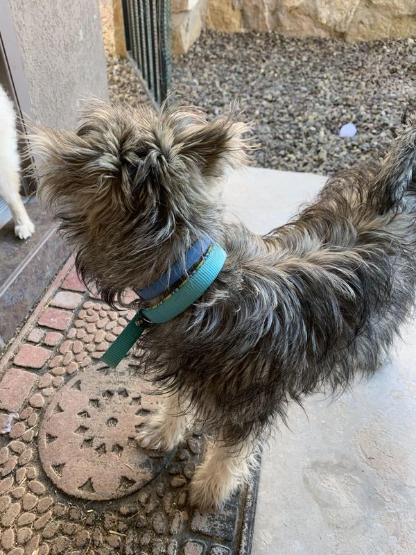 Found Dog in El Paso, Texas — listing photo