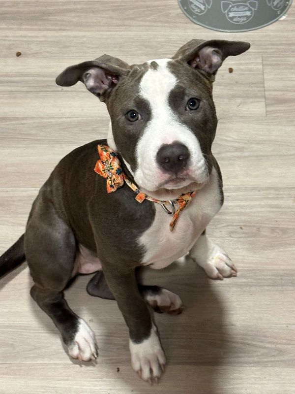 Lost Dog in Portland, Maine — listing photo