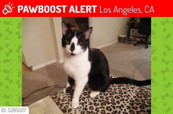 Lost Cat in Los Angeles, California — Help! Lost cat in North Hollywood