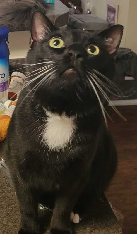Lost Cat in Holly Springs — listing photo