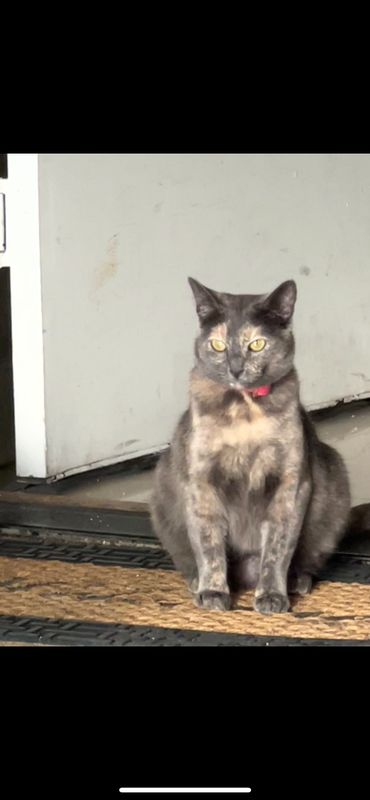 Lost Cat in Goodyear, Arizona — listing photo