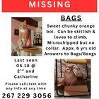Lost Cat in Philadelphia, Pennsylvania — QUEEN VILLAGE: MISSING CAT