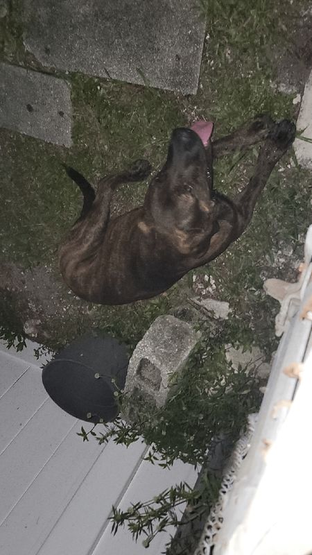 Lost Dog in Miami, Florida — listing photo