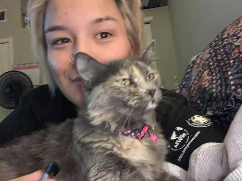 Lost Cat in El Paso, Texas — listing photo