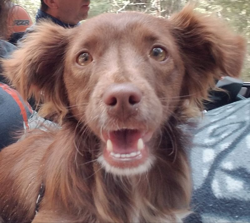 Lost Dog in Cloudcroft — listing photo