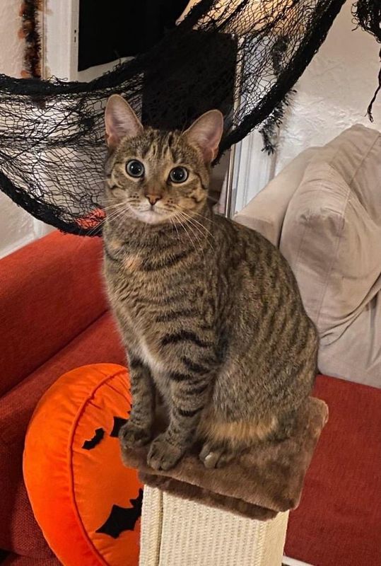 Lost Dog in New York, New York — listing photo