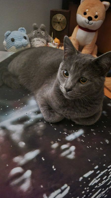 Lost Cat in Marysville, Washington — listing photo