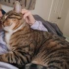 Lost Cat in Oklahoma City, Oklahoma — My cat escaped