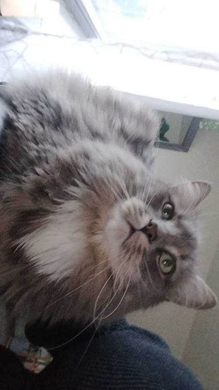 Lost Cat in Denver, Colorado — listing photo