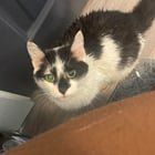 Lost Cat in Columbus, Ohio — Anyone looking for this cat?