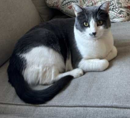 Lost Cat in San Bernardino, California — listing photo