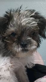Lost Dog in Dallas, Texas — listing photo