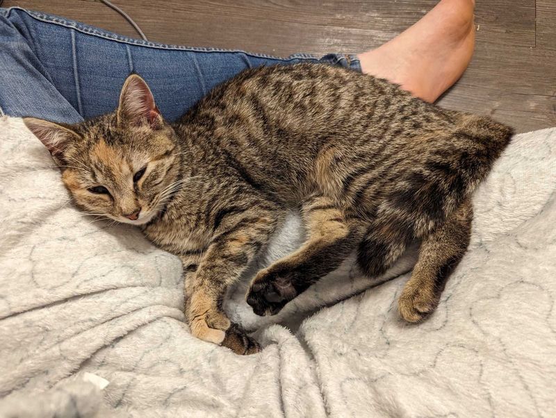 Found Cat in Clemson — listing photo